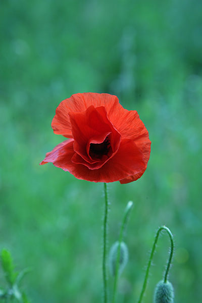 coquelicot