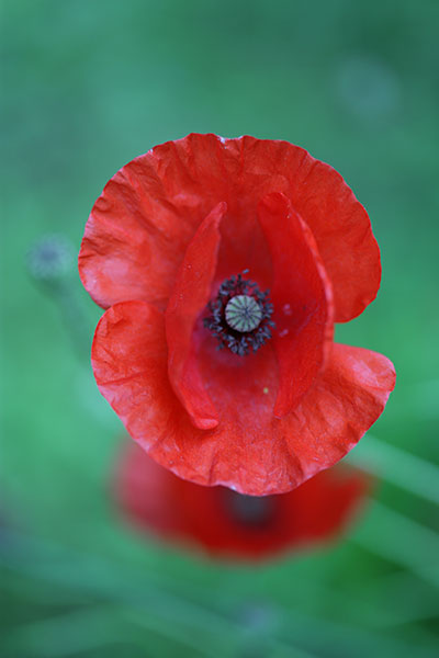 coquelicot