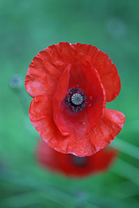 coquelicot