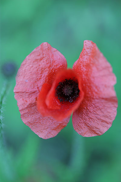 coquelicot