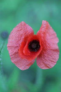 coquelicot