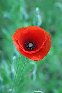 coquelicot